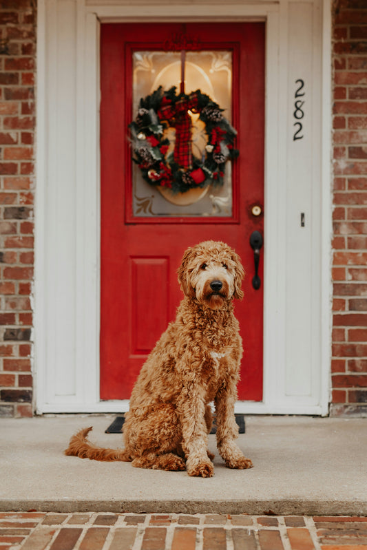 Christmas Gift Guide for Dog Lovers: Top Picks from Maliko